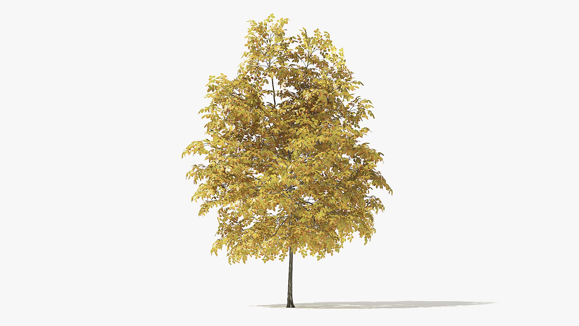 autumn rock elm tree 3D model https://p.turbosquid.com/ts-thumb/cM/sVHQYw/SbINcTtl/4_meter_autumn_rock_elm_tree_turntable_000004/jpg/1572115954/1920x1080/fit_q87/a7759e79ea88b2f777a5a39d5ecfbce3d5c42534/4_meter_autumn_rock_elm_tree_turntable_000004.jpg