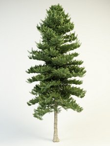 3d model white fir 16