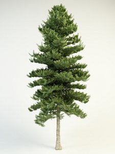 abies concolor 16 white fir