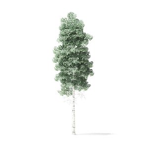 quaking aspen tree 5 3D model