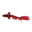 Betta Fisch