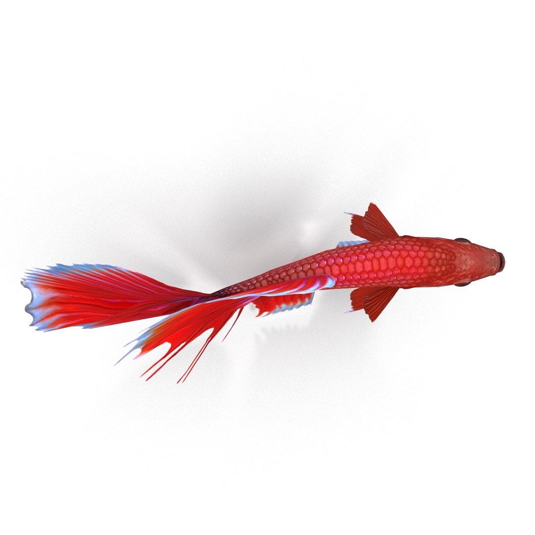3d model betta fish https://p.turbosquid.com/ts-thumb/cM/z4MT6l/atWNzYGE/8/jpg/1484558680/1920x1080/fit_q87/7938fdf49a4411111b3280ca7bf754ab0895def1/8.jpg