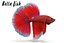 Betta Fisch