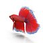Betta Fisch