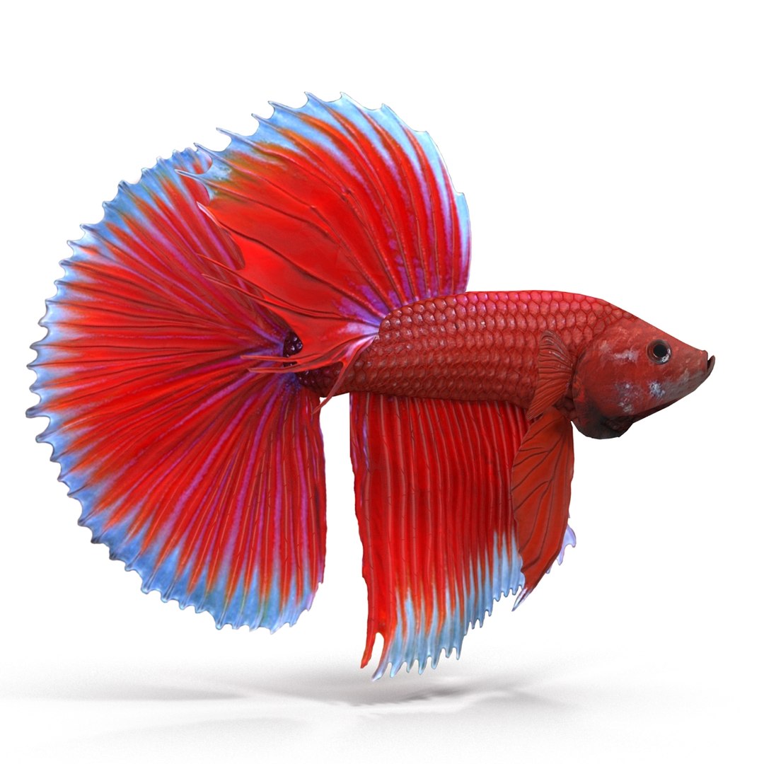 3d model betta fish https://p.turbosquid.com/ts-thumb/cM/z4MT6l/kT17roM0/1/jpg/1484558679/1920x1080/fit_q87/8232a1f2b0e735af890f9b71e88f3b1ea3db5b5d/1.jpg