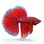 Betta Fisch