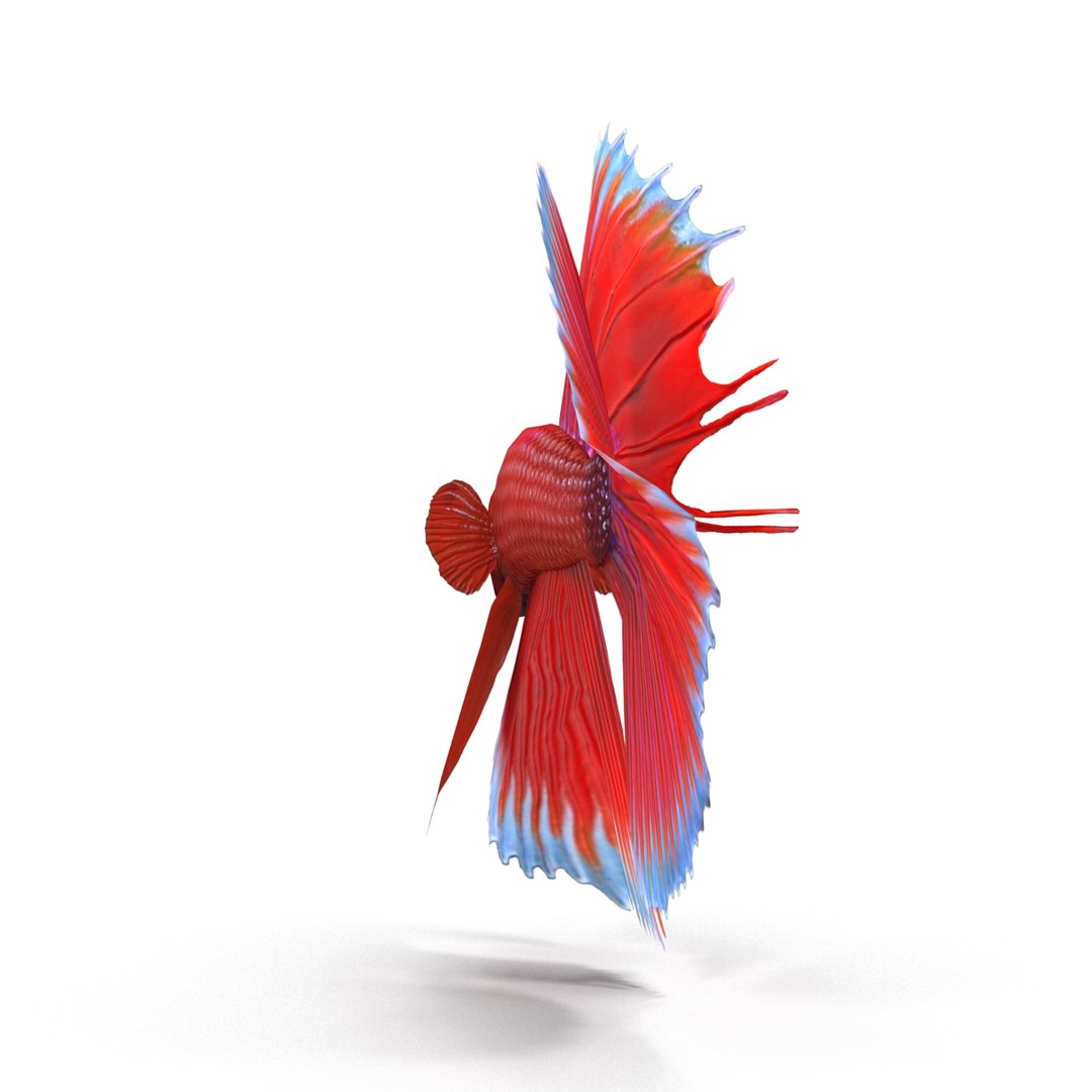 3d model betta fish https://p.turbosquid.com/ts-thumb/cM/z4MT6l/vvd2l2K6/6/jpg/1484558680/1920x1080/fit_q87/56cd4eb444608a4eb8d9052034be49ec9d77d209/6.jpg