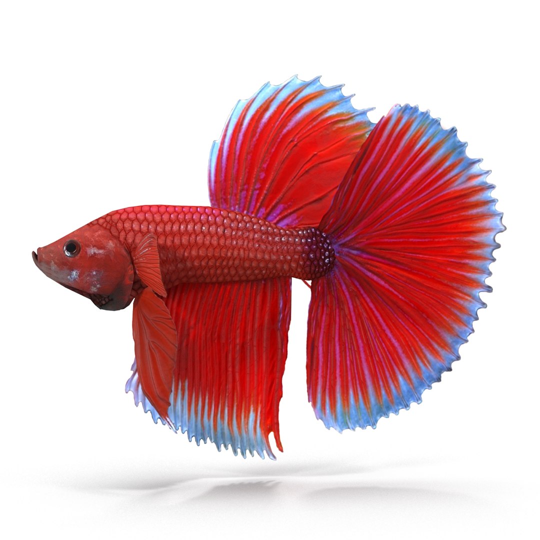 3d model betta fish https://p.turbosquid.com/ts-thumb/cM/z4MT6l/x98LlDfj/5/jpg/1484558679/1920x1080/fit_q87/bb34a9c6638faa2073009889065a5a71975ae1dd/5.jpg