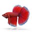 Betta Fisch