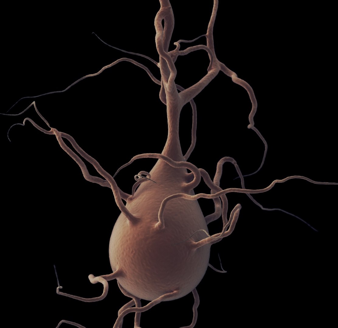 3D 4 Neurons - TurboSquid 1328505
