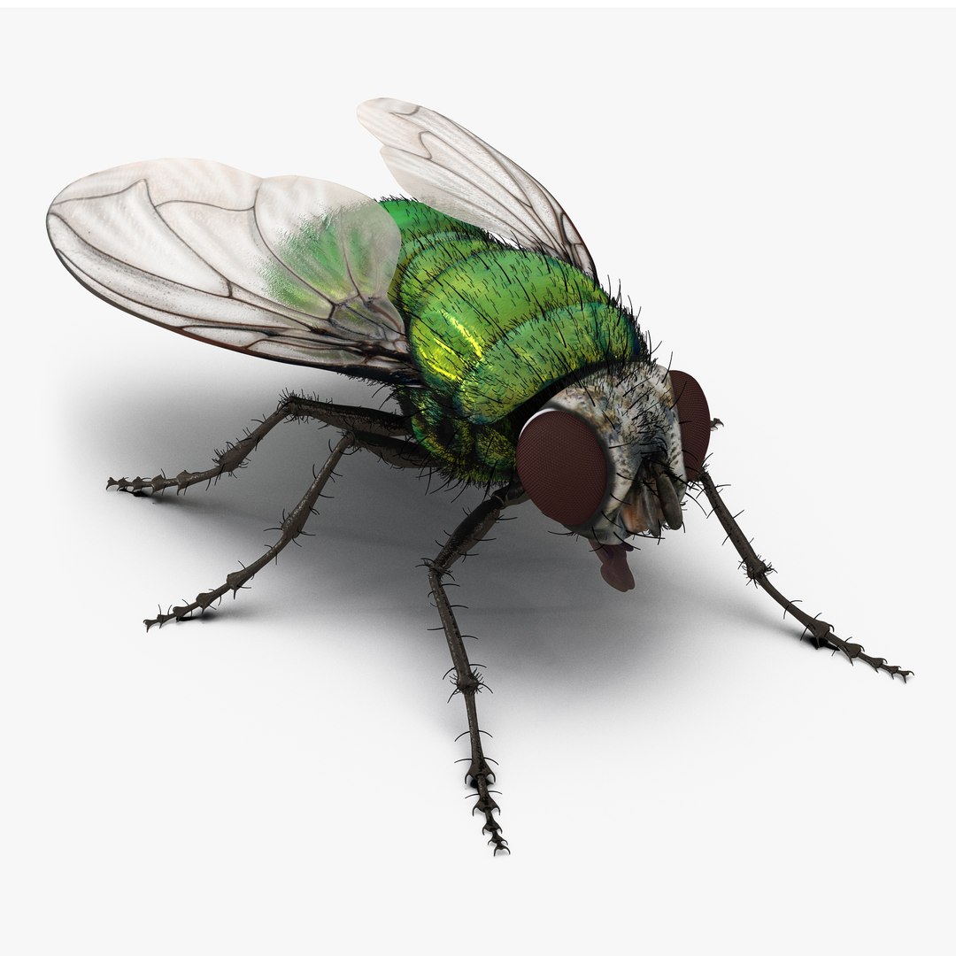 Green Bottle Fly with Fur 3D Model 3D model preview