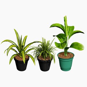 Realistic Indoor Plant Collection
