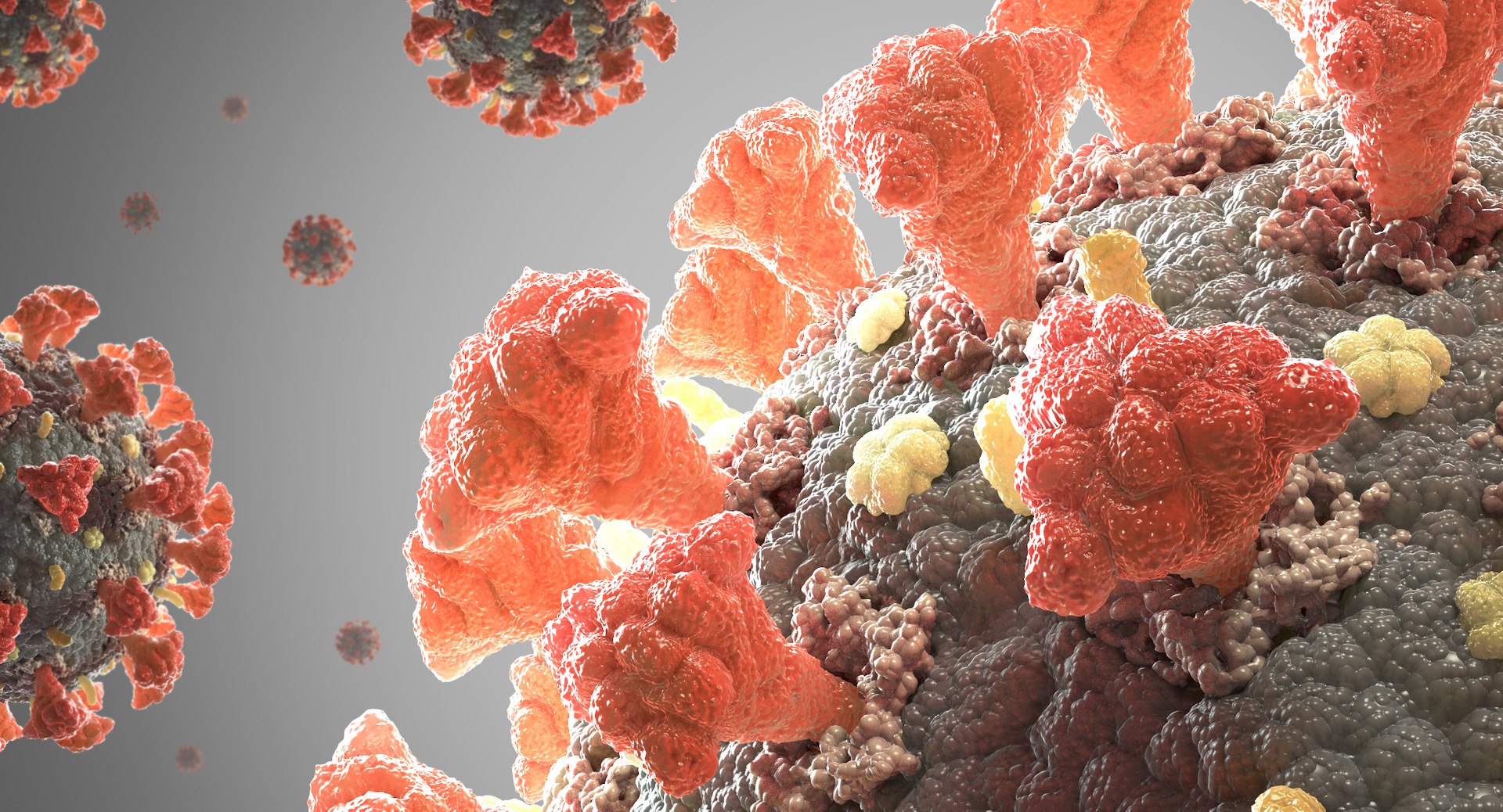 3D coronavirus 02 model https://p.turbosquid.com/ts-thumb/cN/OvopU8/O76yv8rB/coronavirus_thumbnail_004/jpg/1589537487/1920x1080/fit_q87/f6df7a386df379f5bfbb1028a13eb1c8b1a1d38b/coronavirus_thumbnail_004.jpg