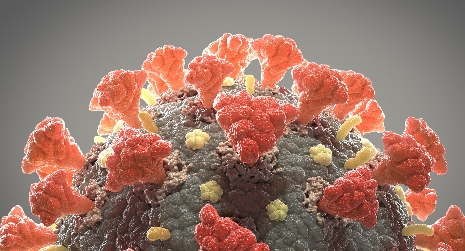3D coronavirus 02 model https://p.turbosquid.com/ts-thumb/cN/OvopU8/OfsYvqhD/coronavirus_thumbnail_002/jpg/1589537487/1920x1080/fit_q87/317bc3901054b1d76e5508c2949ae0680ed14e1a/coronavirus_thumbnail_002.jpg