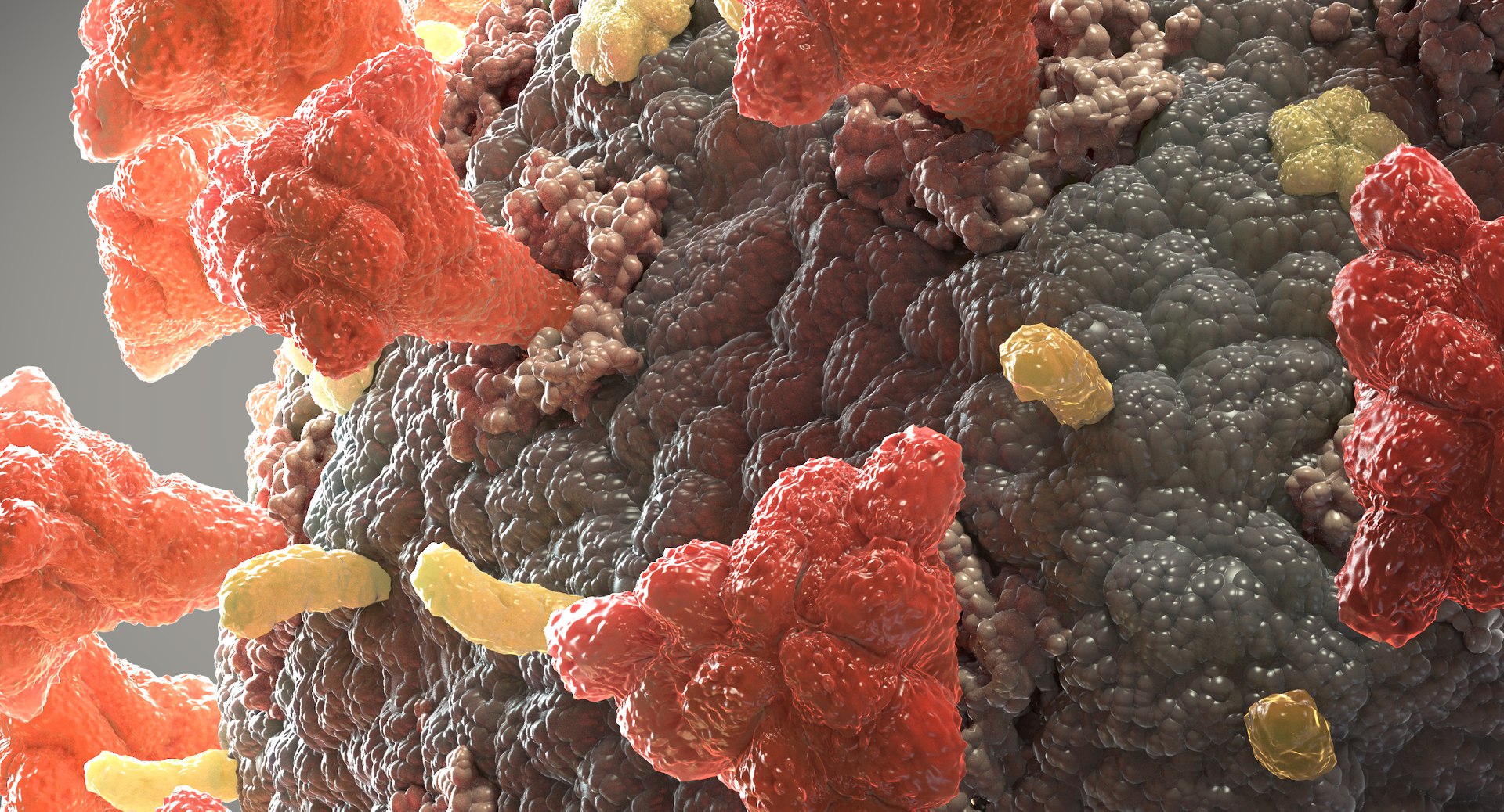 3D coronavirus 02 model https://p.turbosquid.com/ts-thumb/cN/OvopU8/ZaTHusyd/coronavirus_thumbnail_003/jpg/1589537487/1920x1080/fit_q87/7075a34cc3f843f82863c4f57b722f00a921e926/coronavirus_thumbnail_003.jpg