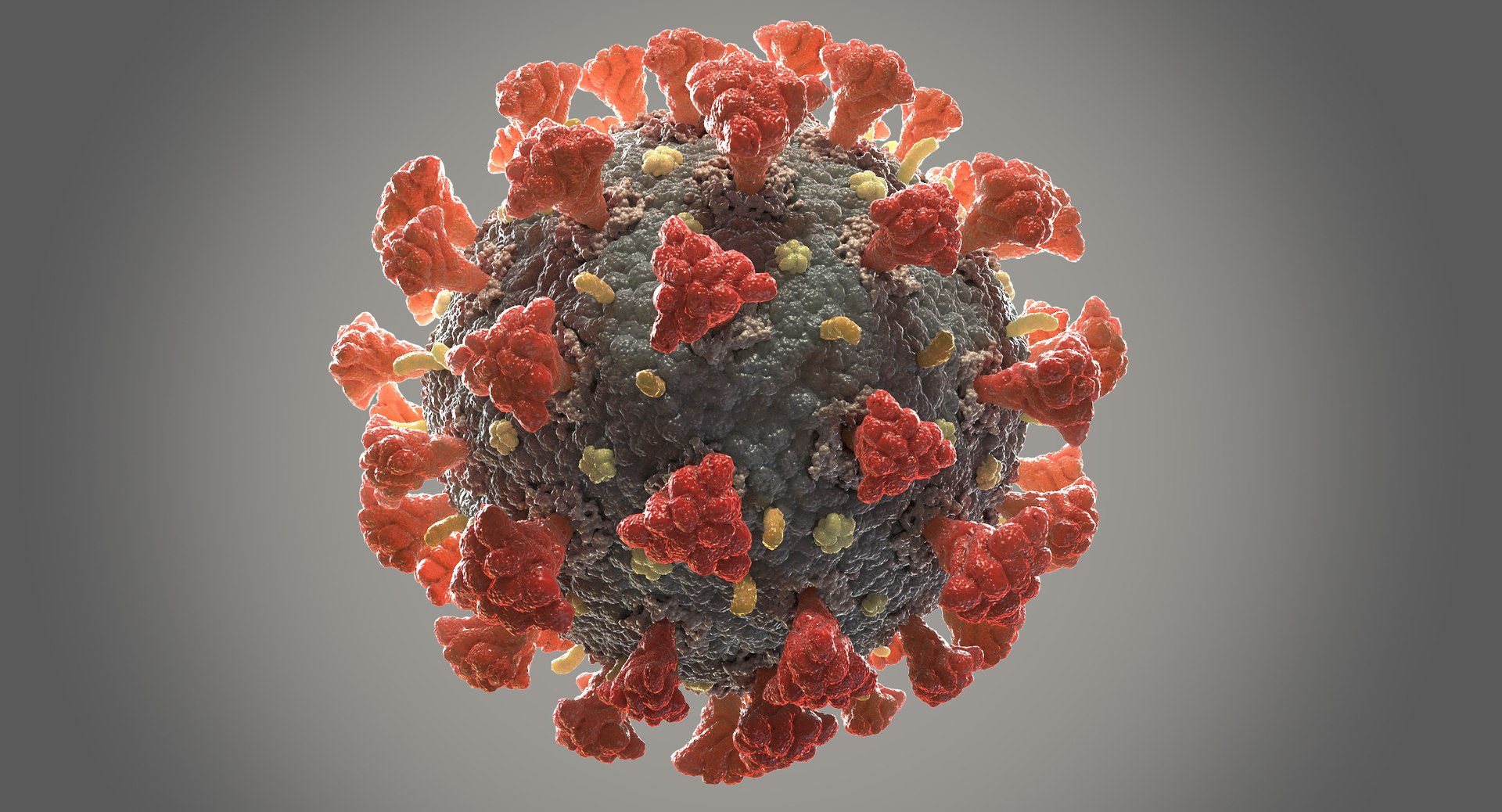 3D coronavirus 02 model https://p.turbosquid.com/ts-thumb/cN/OvopU8/d0haMVEC/coronavirus_thumbnail_001/jpg/1589537487/1920x1080/fit_q87/9f6c114c46a4b56b4cf094bb4151ce8af646965b/coronavirus_thumbnail_001.jpg