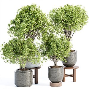 indoor plants collection vol 192 3D