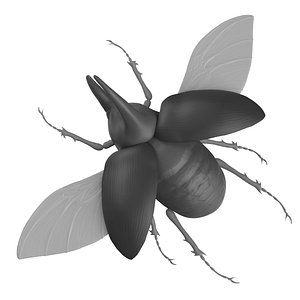 Beetle 3D Model 3D model
