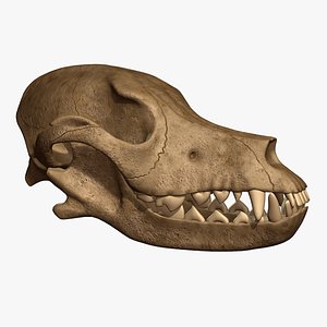 dog skull 3d max