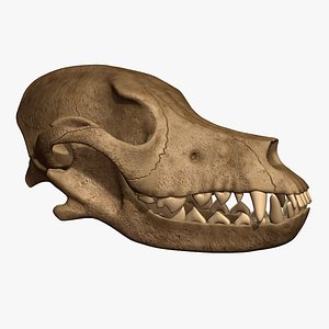 Dog Skull