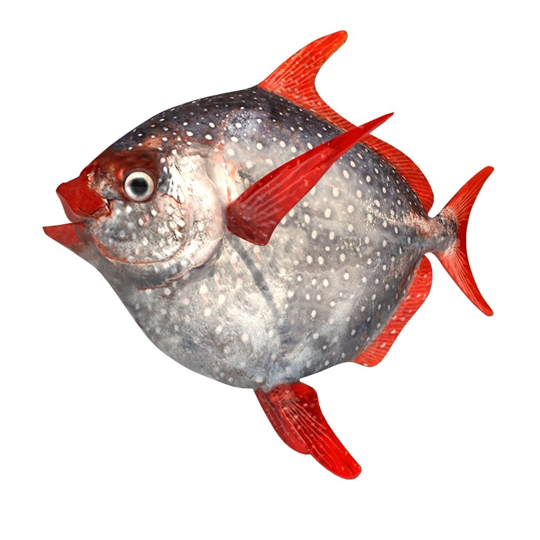 Opah Fish Lampris 3d 3ds