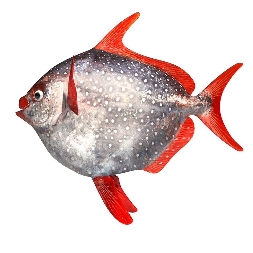Opah Fish Lampris 3d 3ds