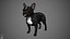 French Bulldog Real-Time