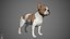 French Bulldog Real-Time
