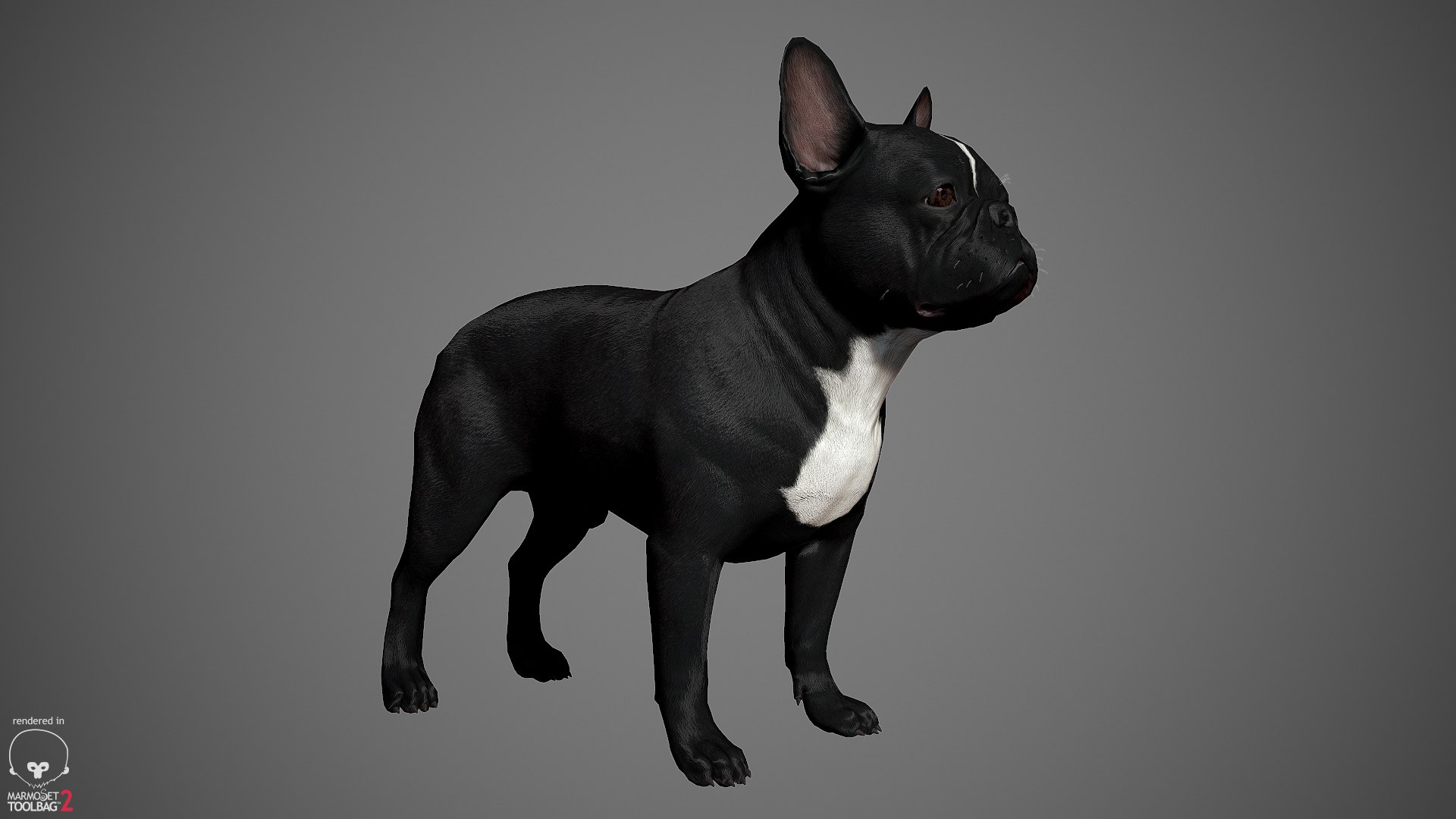 3d model realistic french bulldog real-time https://p.turbosquid.com/ts-thumb/cO/Jt0mri/FCEgKxSA/frenchbulldog_by_alexlashko_marmoset_03/jpg/1474530390/1920x1080/fit_q87/0ad6fbdf09c3aa565edd85dac35599e5b39e4275/frenchbulldog_by_alexlashko_marmoset_03.jpg