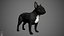 French Bulldog Real-Time