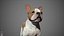 French Bulldog Real-Time