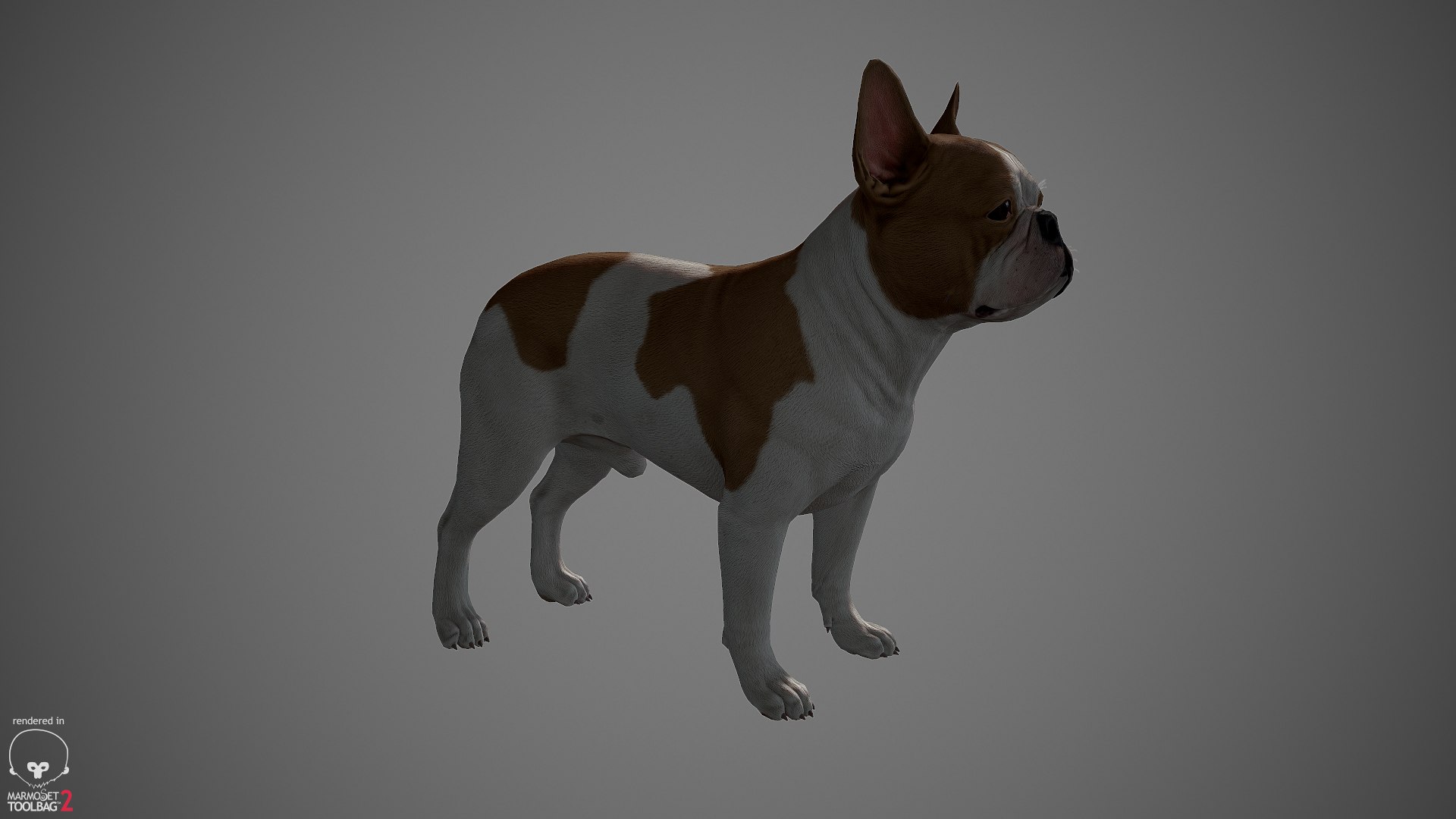 3d model realistic french bulldog real-time https://p.turbosquid.com/ts-thumb/cO/Jt0mri/Q8QoBfxw/frenchbulldog_by_alexlashko_marmoset_09/jpg/1474530390/1920x1080/fit_q87/dddeea1f97bc31c0c5cee940a3f224b5d704433d/frenchbulldog_by_alexlashko_marmoset_09.jpg