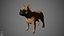 French Bulldog Real-Time