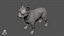 French Bulldog Real-Time