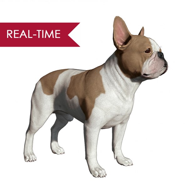 3d model realistic french bulldog real-time