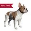 French Bulldog Real-Time