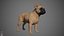 French Bulldog Real-Time