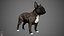 French Bulldog Real-Time