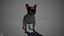 French Bulldog Real-Time