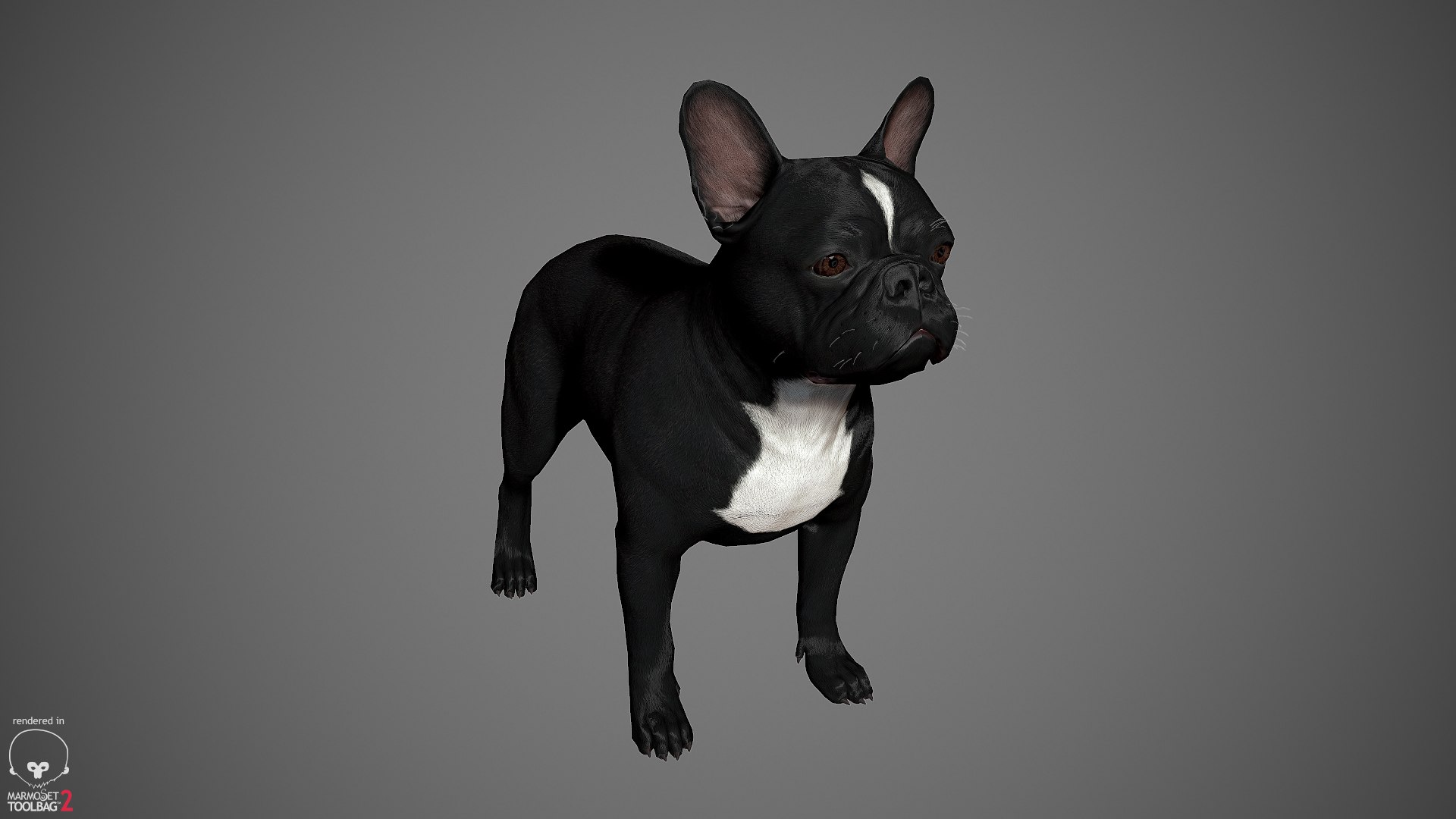 3d model realistic french bulldog real-time https://p.turbosquid.com/ts-thumb/cO/Jt0mri/yq4eDmjV/frenchbulldog_by_alexlashko_marmoset_19/jpg/1474530390/1920x1080/fit_q87/742a0d440c0953a0b0f09f544b21d61389ca1af7/frenchbulldog_by_alexlashko_marmoset_19.jpg