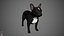 French Bulldog Real-Time