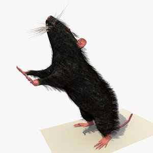 black mouse rat standing 3d model