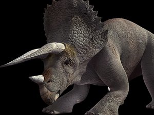 Triceratops