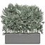 Decorative plants in a black flowerpot 515