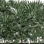 Decorative plants in a black flowerpot 515