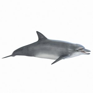 dolphin realistic 3D model