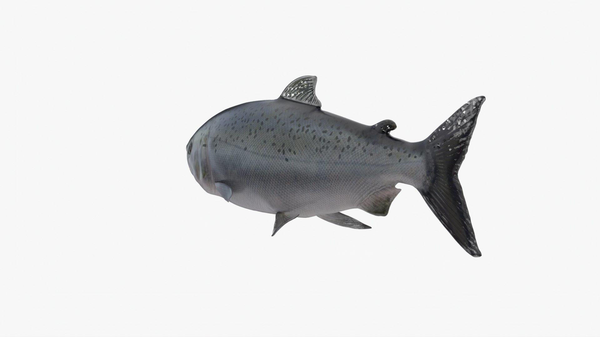 3D model Salmon Lowpoly Rigged - TurboSquid 1976423
