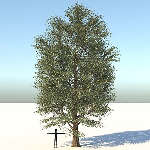 Carolina Poplar Tree