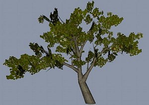 3d model middle apple tree