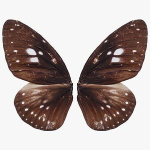 Common Crow Euploea Core Remastered 3D model